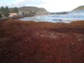 Sargassum covers a coastline